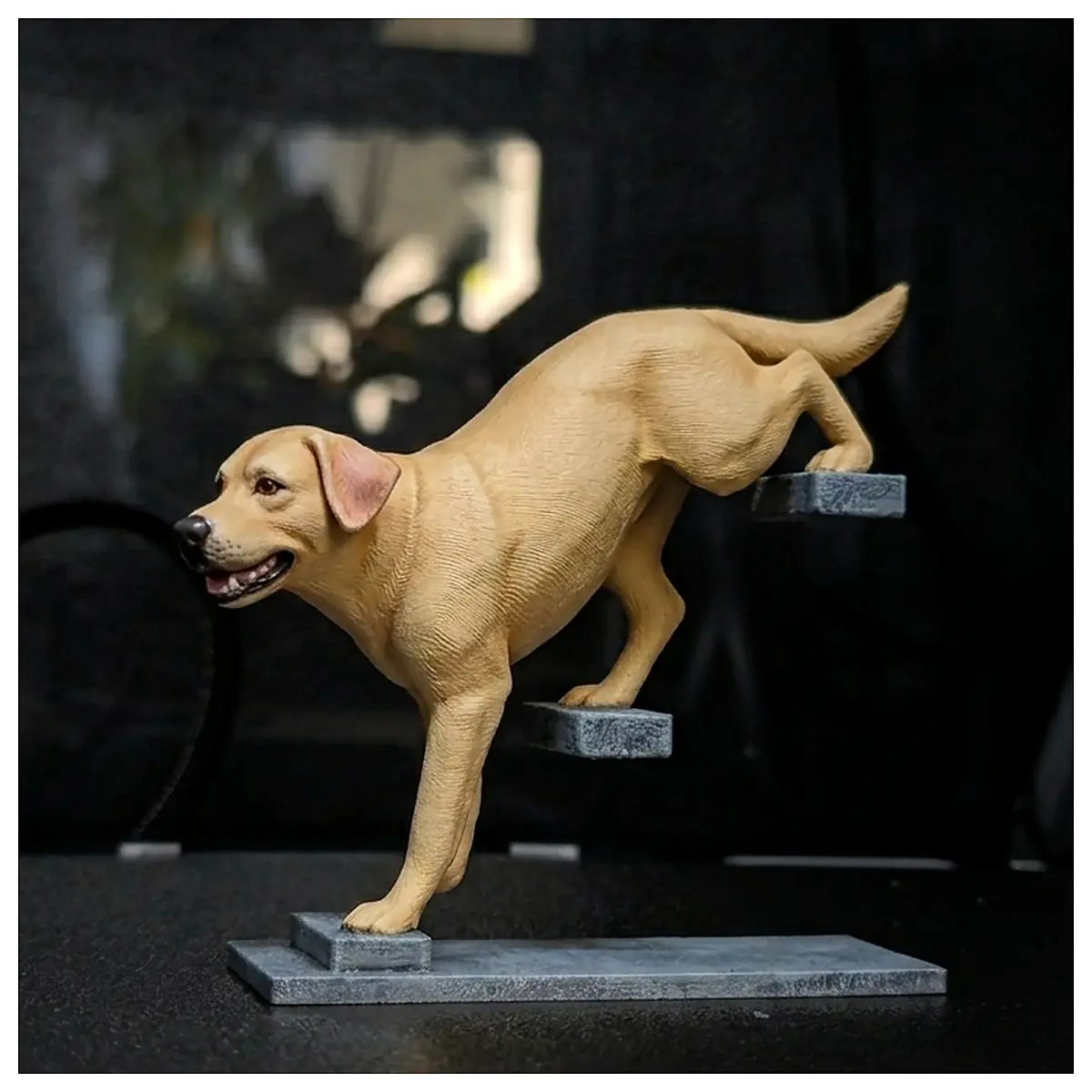 Labrador Retriever Stair Climbing Running Training Exercise Toy Dynamic Video