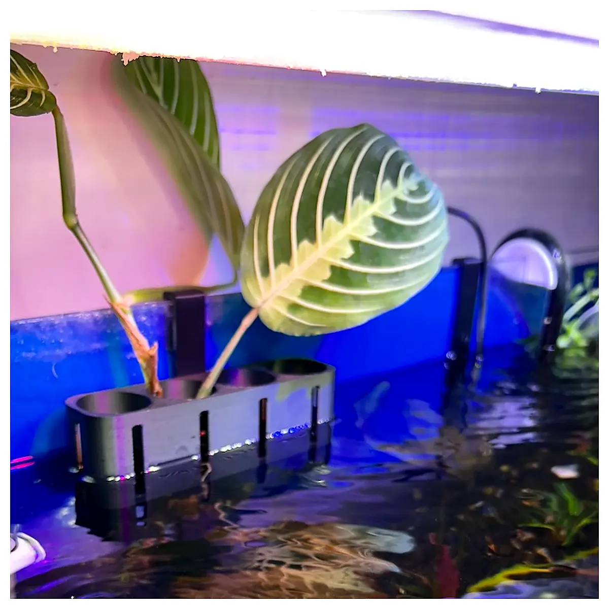 Aquarium Plant Stand 4 Pack Hydroponic System Shelves Fish Tank Plant Support Growing Rack