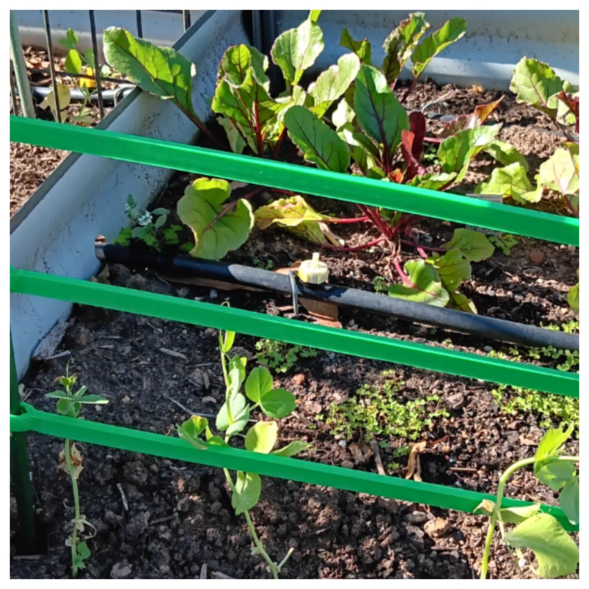 Garden Stake Long Arm Support 221mm Rose Support Pole Garden Plant Stake Accessories Garden Tool Parts