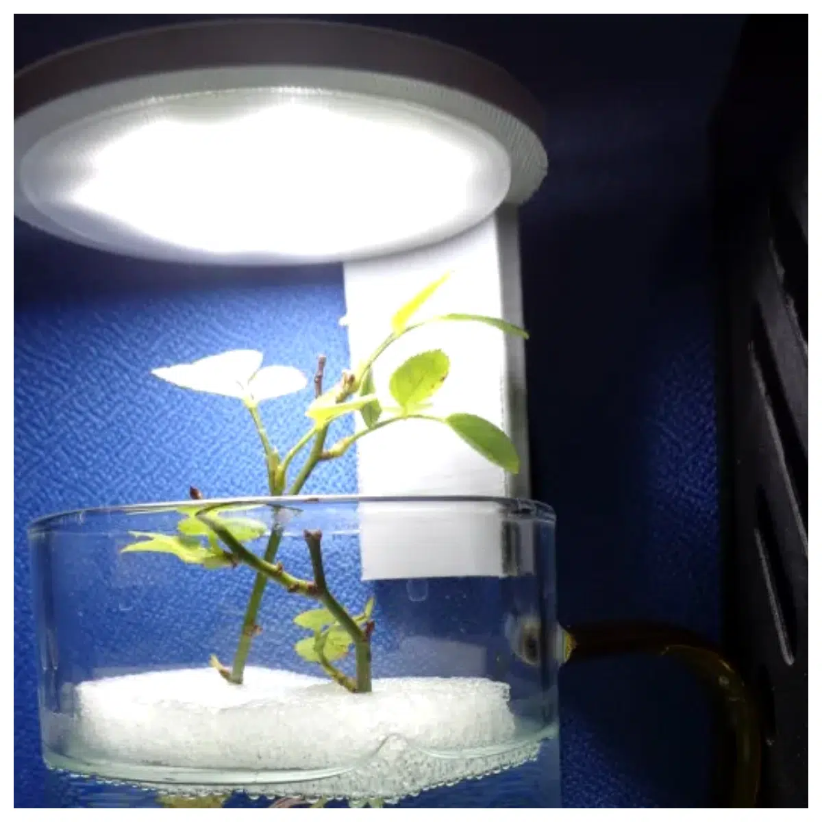 Desktop Plant Grow 8cm Cup Compatible Indoor Plant Growing Desk Supplement Plant Bulb