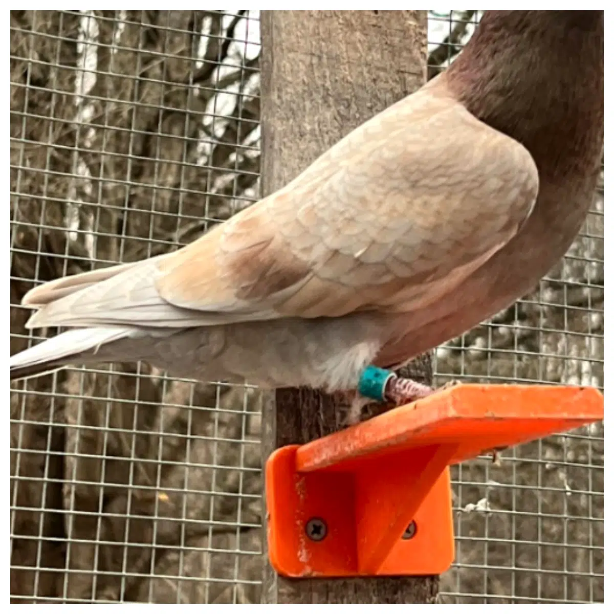 Pigeon Small Bird Perch Bird Cage Decoration Bird Resting Station Bird Supplies Cage Accessories Bird Toys Cage Supports Bird Supply Wholesale