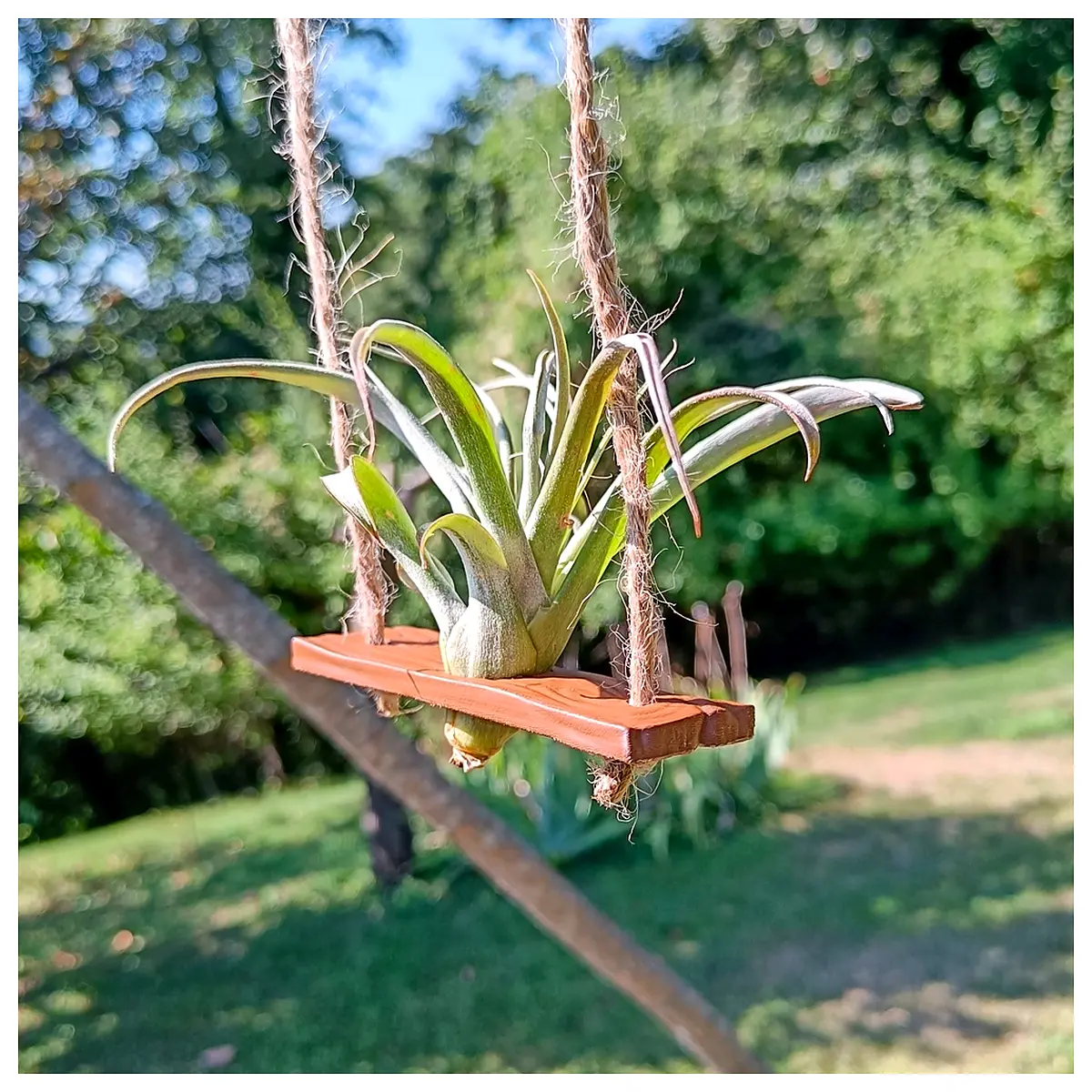 air plant holder swing hanger for terrarium desk decor no soil epiphyte hanging planter