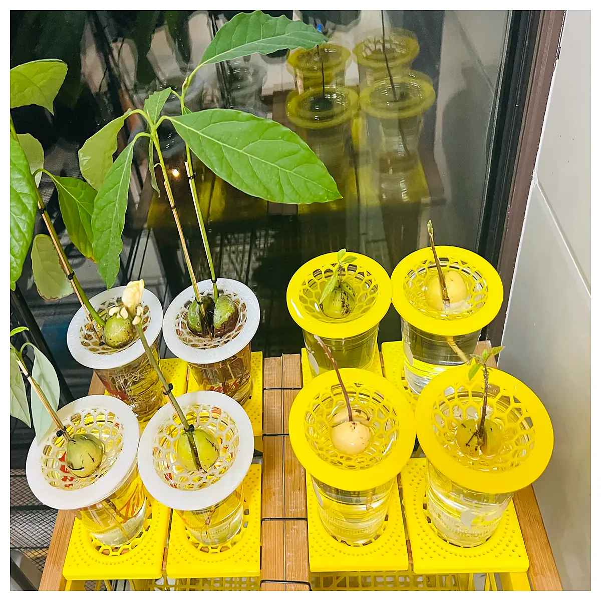Avocado Hydroponic System Indoor Growing Support Water Culture Vertical Farming Hydroponic Accessories Avocado Support Structure