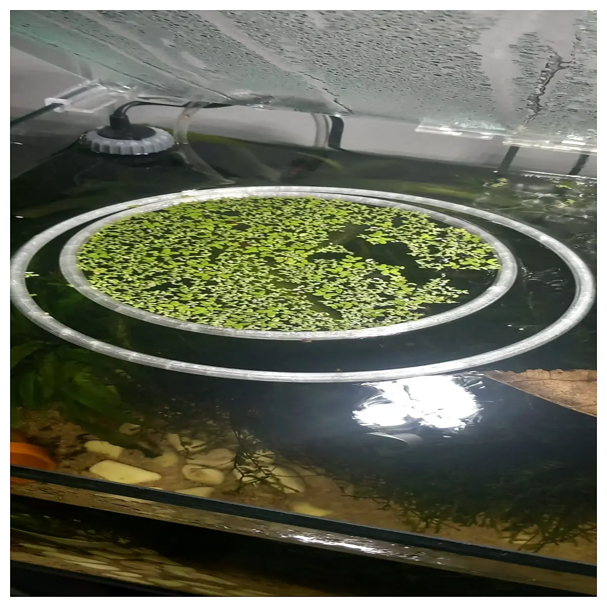 automatic fish feeder ring 188mm aquarium floating food dispenser for tropical freshwater tanks pet supply