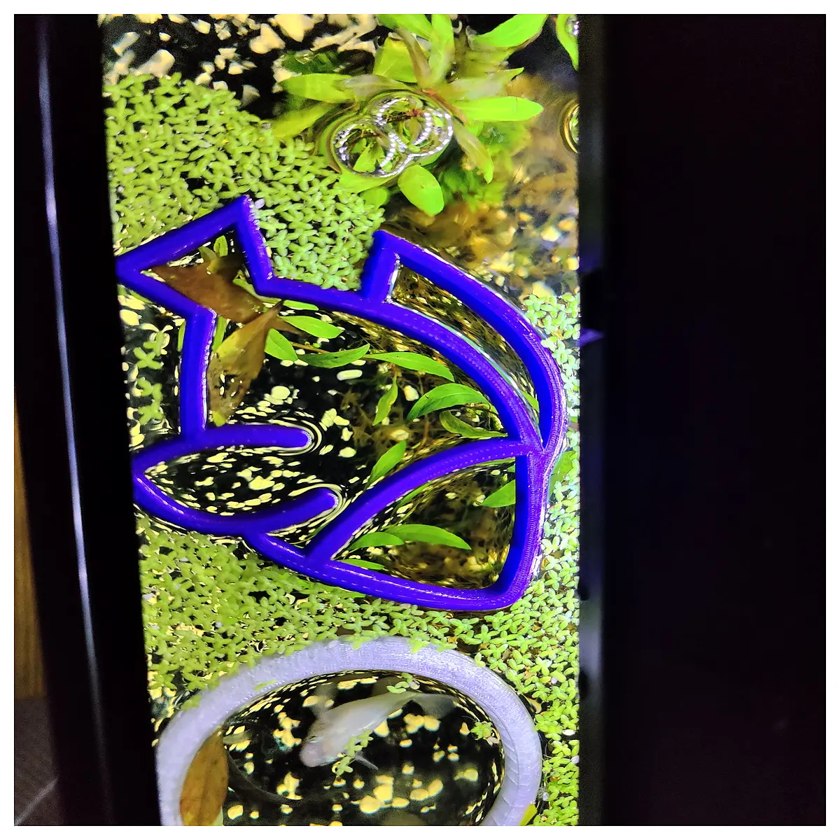 aquarium fish feeding ring floating food saver dispenser for goldfish betta bowl waste
