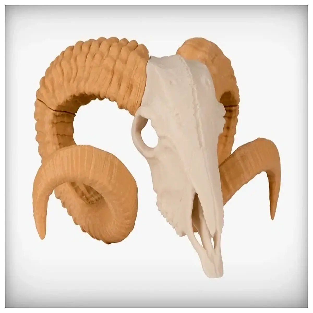 Goat Skull Animal Skeleton Model Museum Display Bone Research Specimens