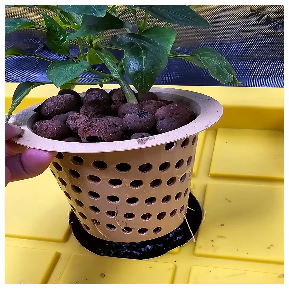 hydroponic net cups for plant propagation reusable plastic nursery pots with drainage holes aeroponic seedling starters