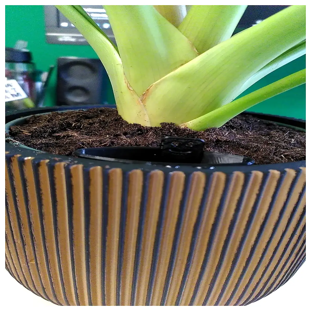 Self Watering Planter Funnel System Automatic Watering Planter Plant Pots Gardening Supplies Hydroponic
