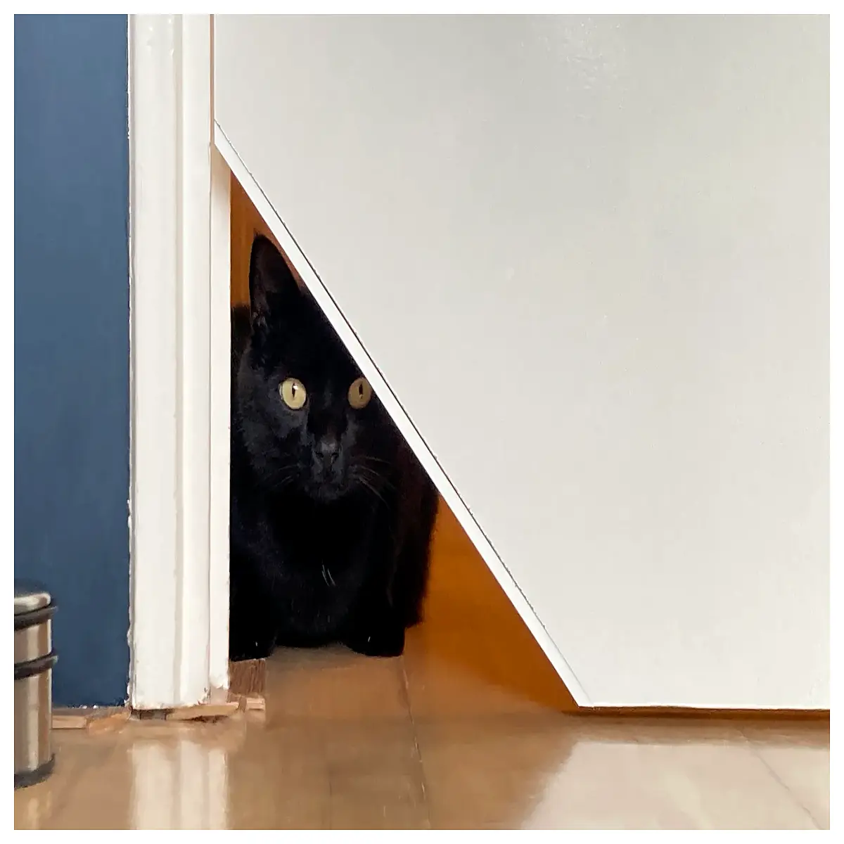 pet door flap insert for 39mm thick wooden doors cat dog adjustable locking cover