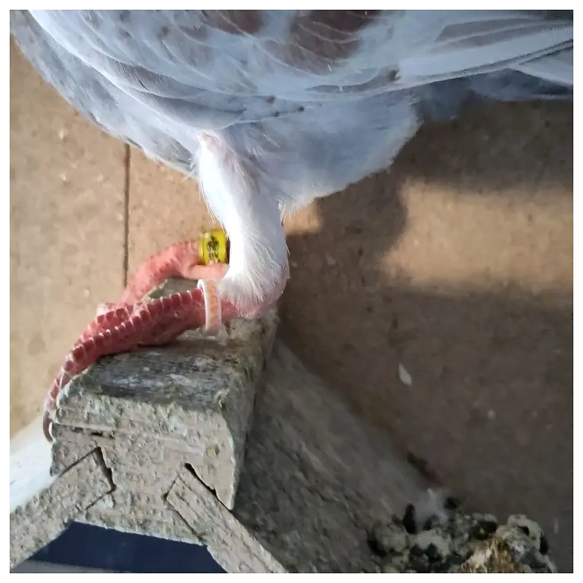 Pigeon Coded Ring with Phone Number Pet Tracking Loss Prevention Bird Safety Cage Accessories Bird Supplies