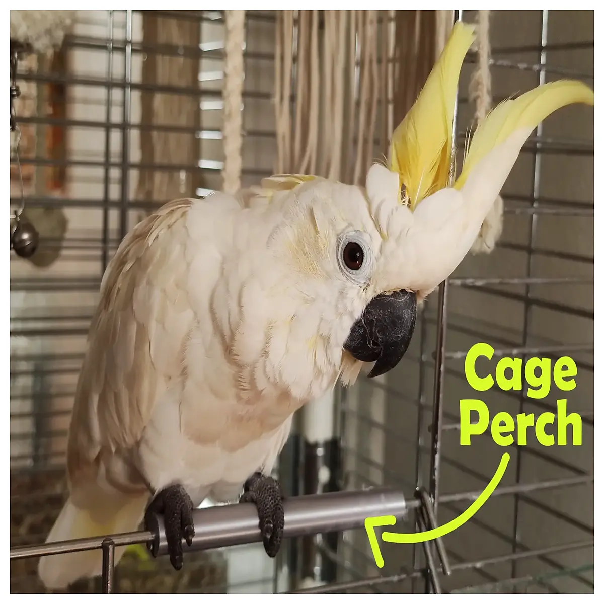 bird cage perch stick wooden natural branch for parakeet canary finch small pet bird accessories
