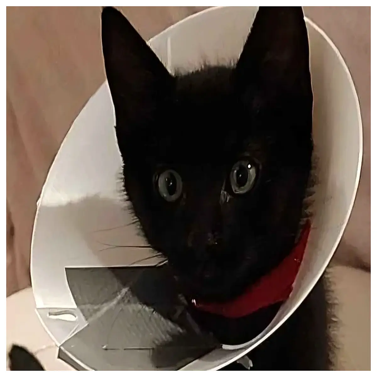 pet cone collar for cats 80mm diameter soft plastic elizabethan collar anti licking healing recovery surgical neck guard