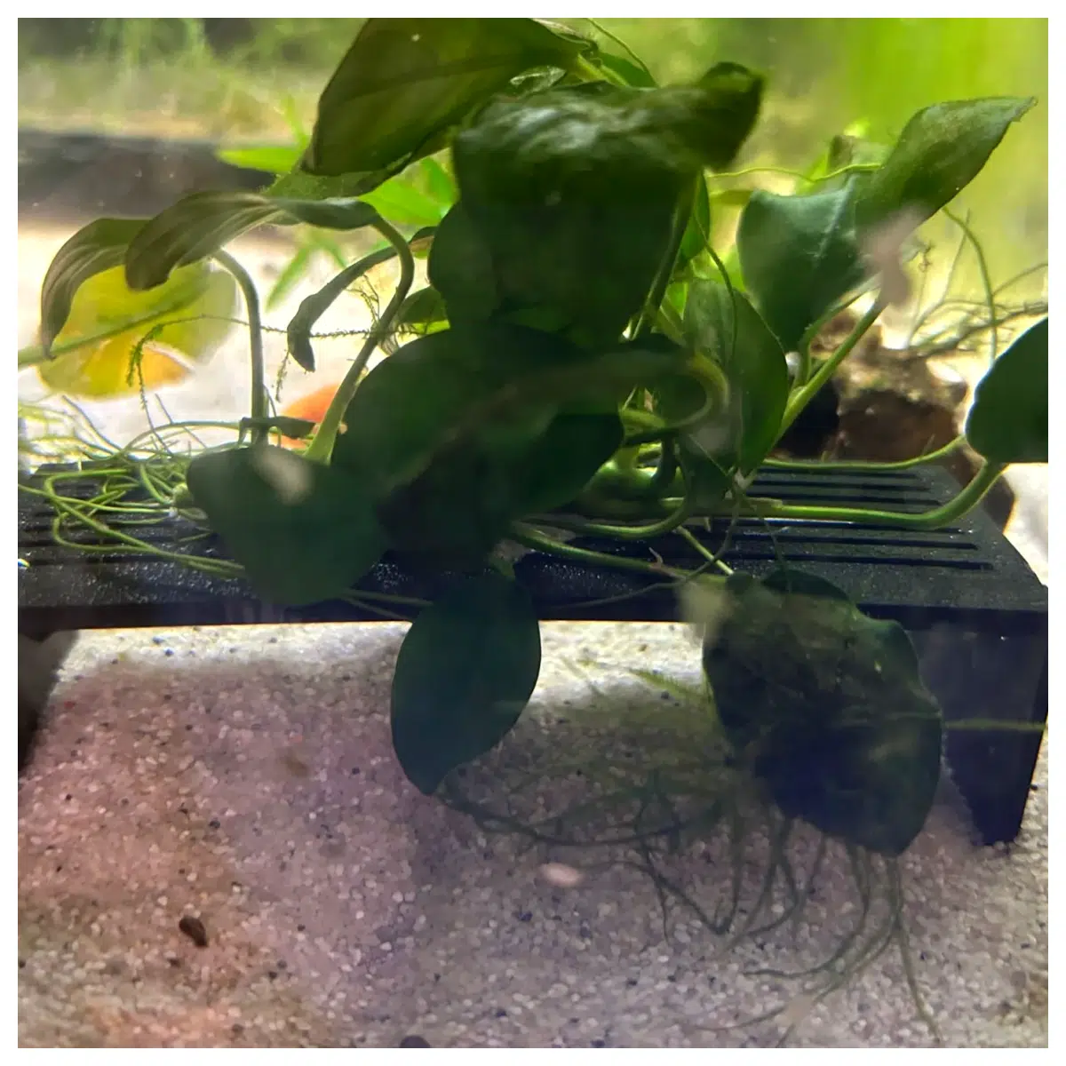 Aquarium Plant Stand Fish Tank Decoration Support Bracket Plant Holder for Aquariums Aquarium Accessories