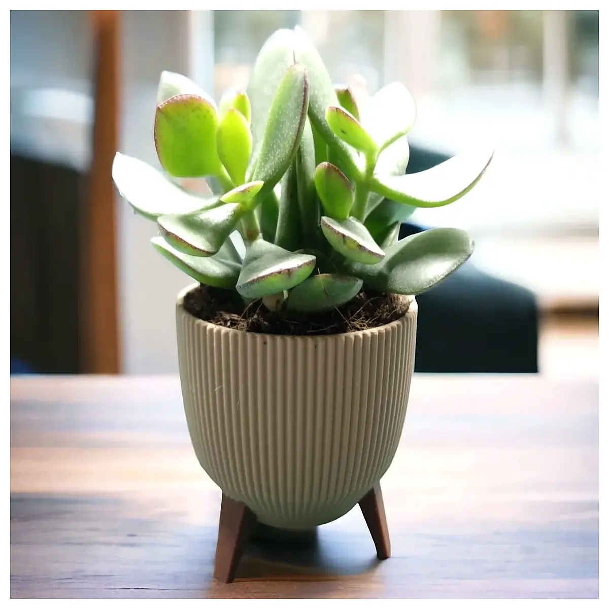 elegant succulent vase for home decor modern geometric planter pot for air plants and cactus minimalist glass container for desk or shelf styling