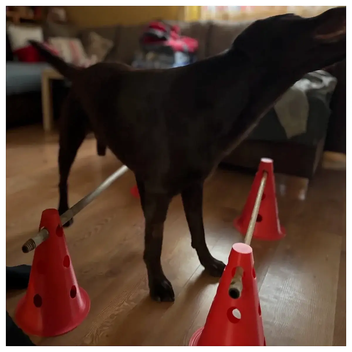 Dog Agility Training Cone Pet Obstacle Training Toy Improve Skills Coordination for Dogs