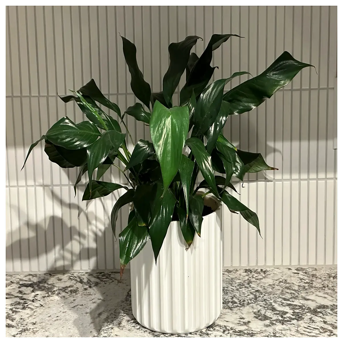 65 Inch Self Watering Planter with Inner Pot Vertical Garden Support Plant Stand Container Holder Indoor Outdoor