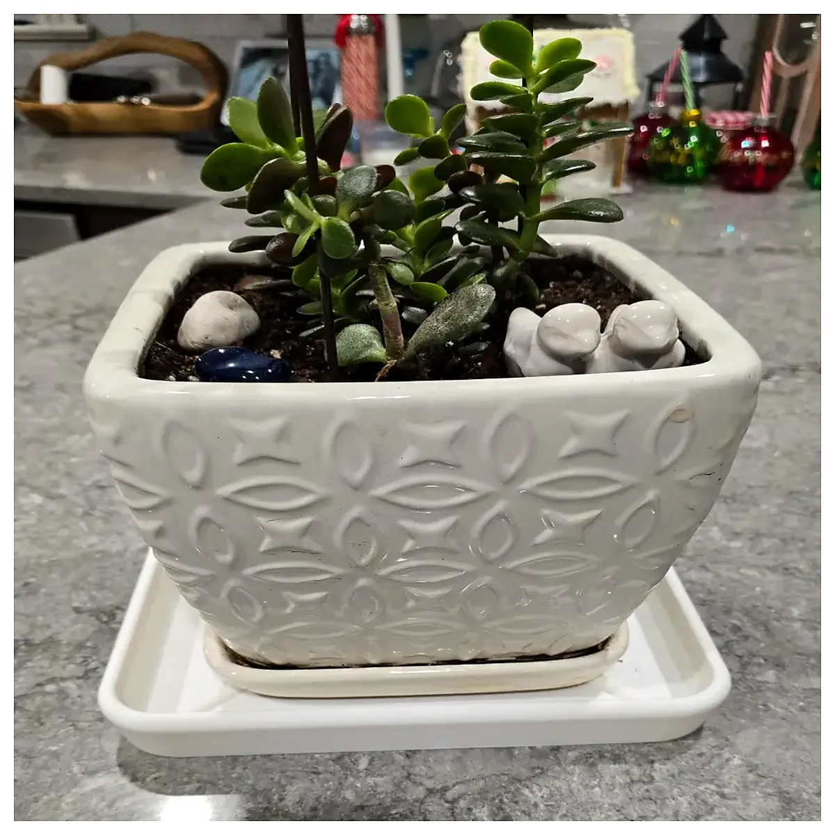 self watering saucer for potted plants 9x9 drip tray catch water pot base non slip