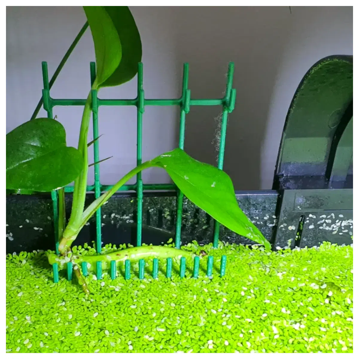 Aquarium Reed Fern Stand Support Bracket Tall Deep Pot Stand Fern Support Bracket Plant Stand