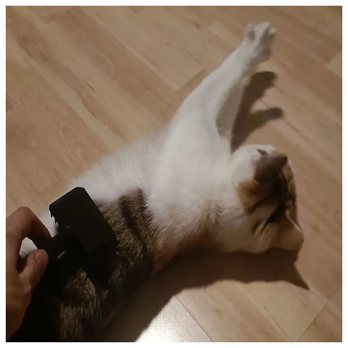 beginner friendly pet grooming brush quick print cat dog comb