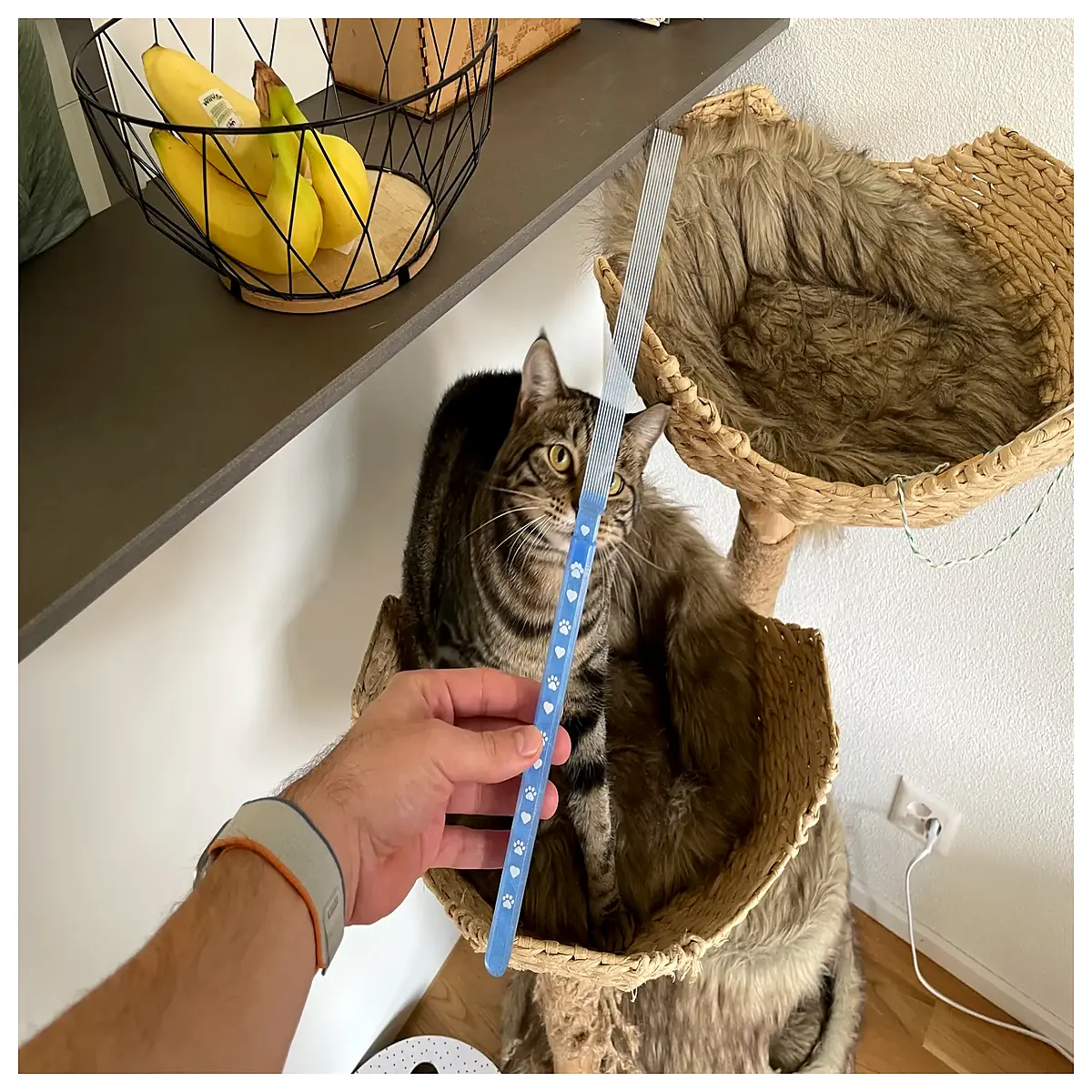 interactive cat teaser wand with feather bells for indoor kittens exercise
