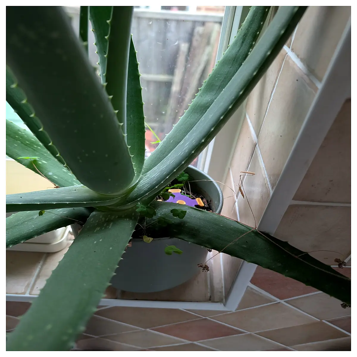 irrigation sprinkler plant pot buddy decorative garden watering system for indoor outdoor plants