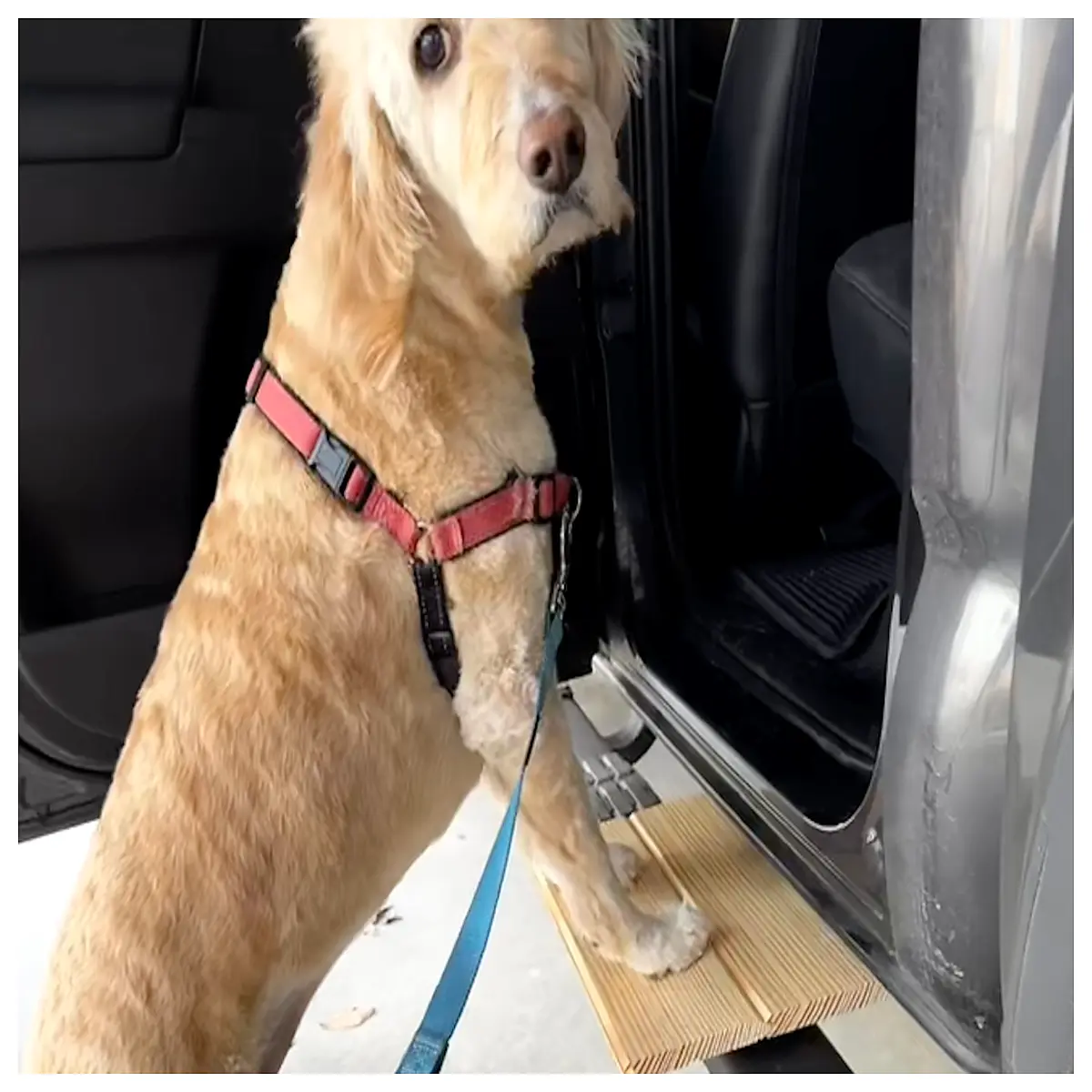 Tacoma Truck Bed Dog Ramp 3rd Gen Dog Steps Pet Climbing Accessorie Outdoor Pet Supplies