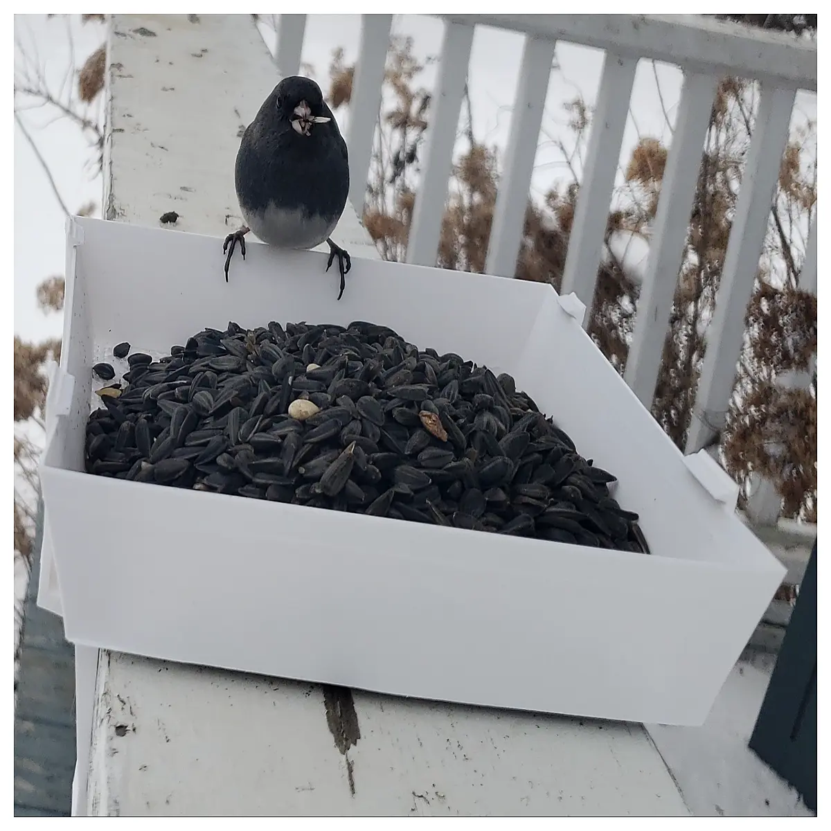 Platform Feeder Bird Feeders Pet Automatic Feeder Feeding Accessories Bird Cage Feeder Supply