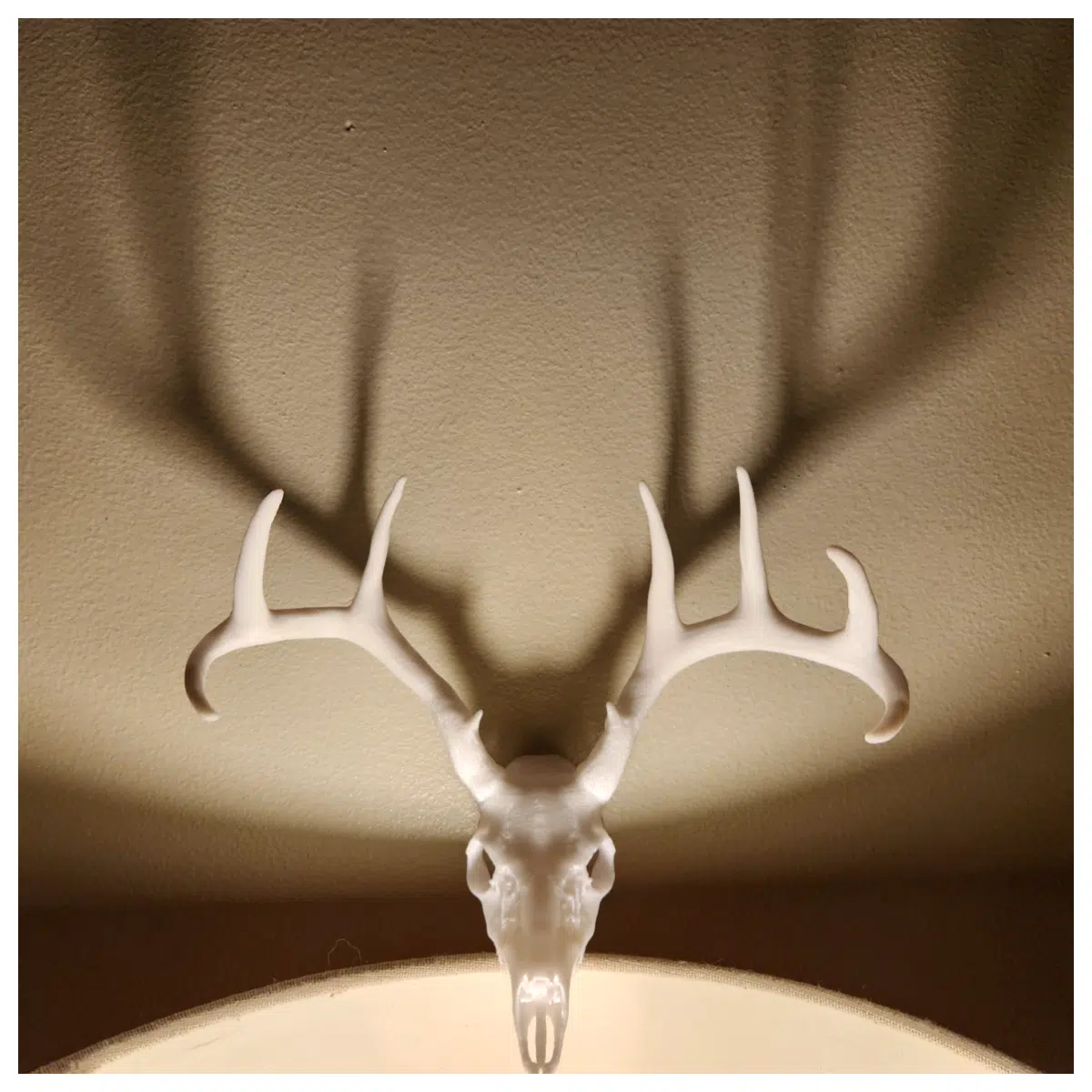 Alstorbach Deer Skull Decorative Animal Skeleton Collection Hunter Gift Bone Model Art Piece
