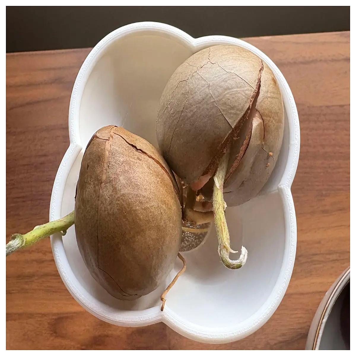 Avocado Seed Starter Multi Function Rapid Germination Indoor Planting Seed Sprouting Promoter