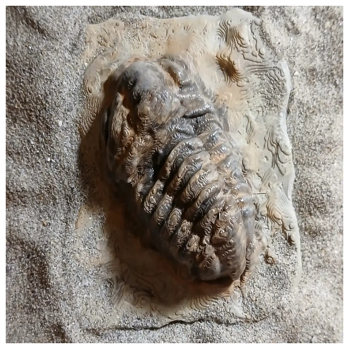 Trilobite Paleozoic Era Ancient Marine Life Specimen Collection Dinosaur Age Paleontology Research Display