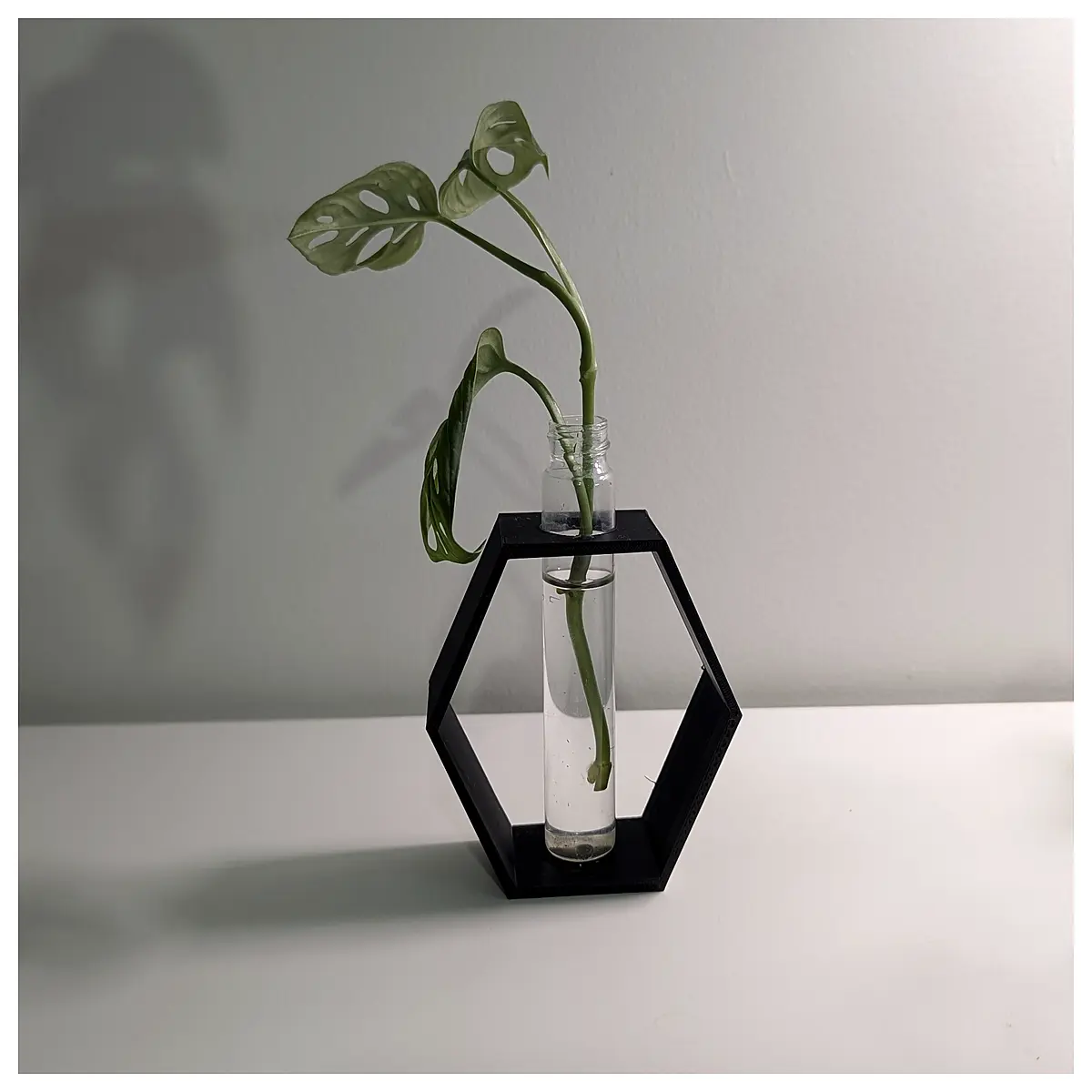 Hexagonal Plant Cuttings Frame 22mm Propagation Support for Succulents Houseplants Growing Trellis