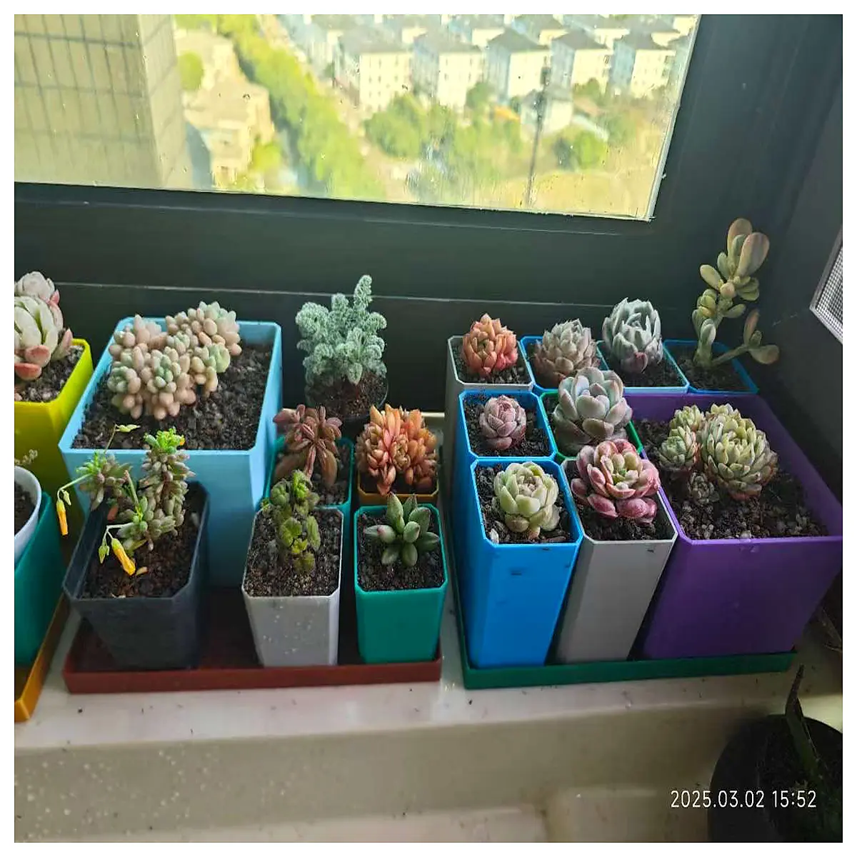 multi cell seed starting trays with drainage saucers for succulents cacti propagation pots