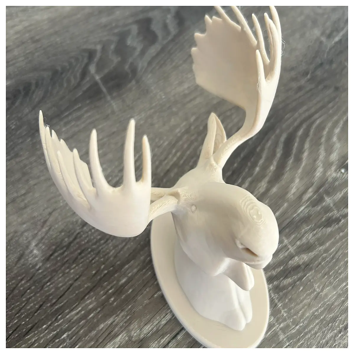moose head trophy hunting wall mount taxidermy decor rustic cabin home office decoration hunters