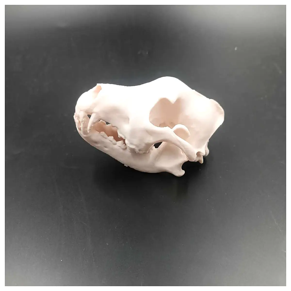 wolf skull for home decor realistic animal bone statue prehistoric predator skeleton museum quality paleontology specimen