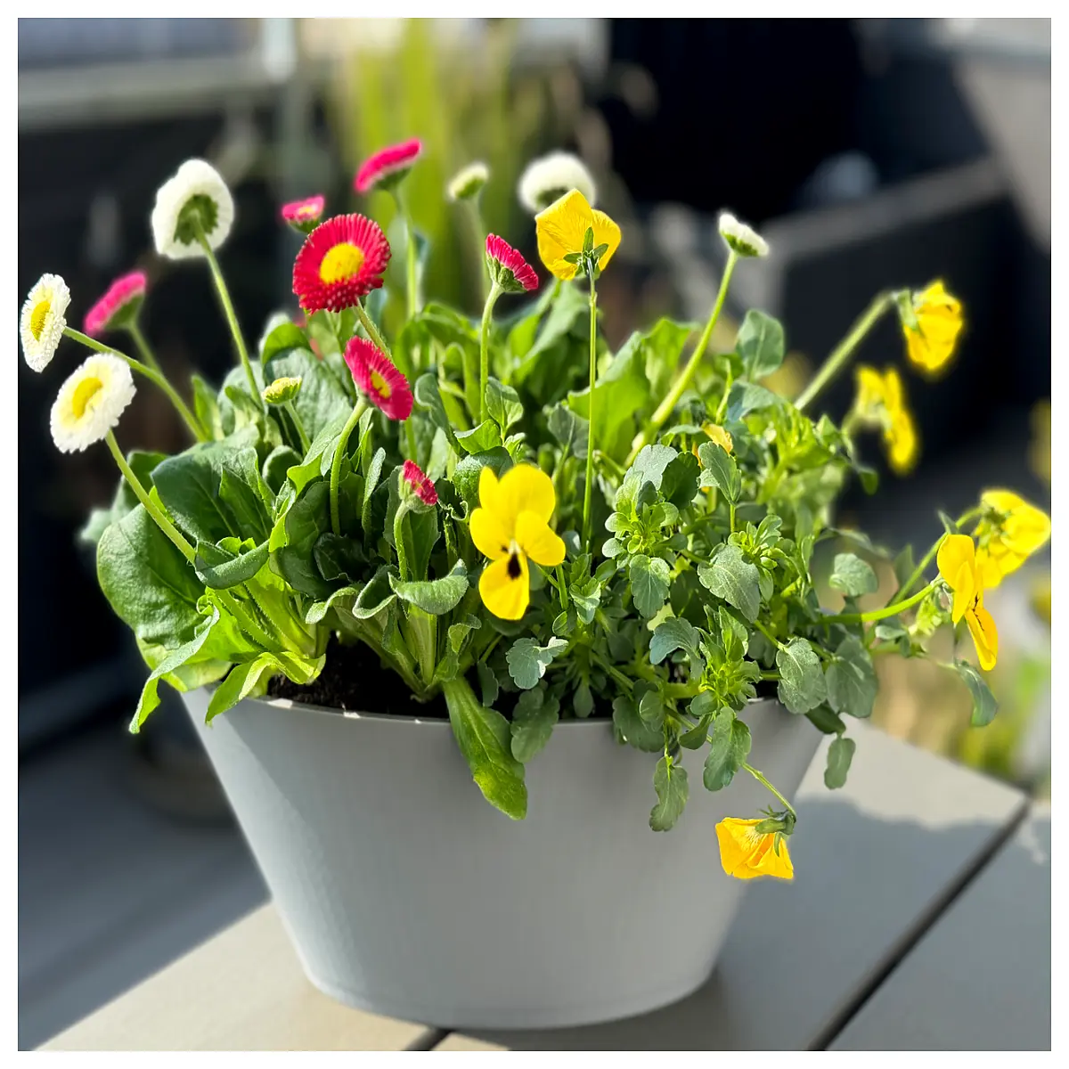 Oval Planter Tray Decorative Bowl Easter Flower Pot Bonsai Stand Creative Floral Tray Decoration Accessories