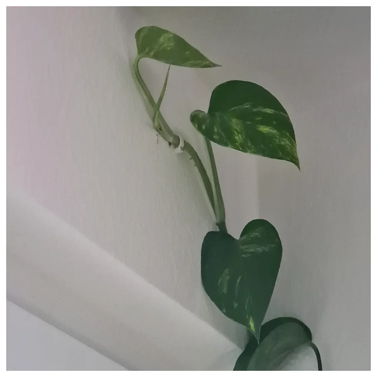 Electrical Wire Plant Clips Cable Organizer Garden Plant Wire Support Cable Wrap Holder Accessory