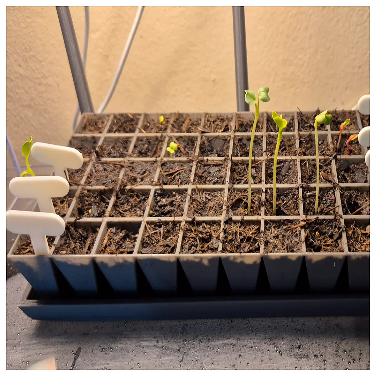 indoor seed starter trays with humidity dome for home gardening propagation