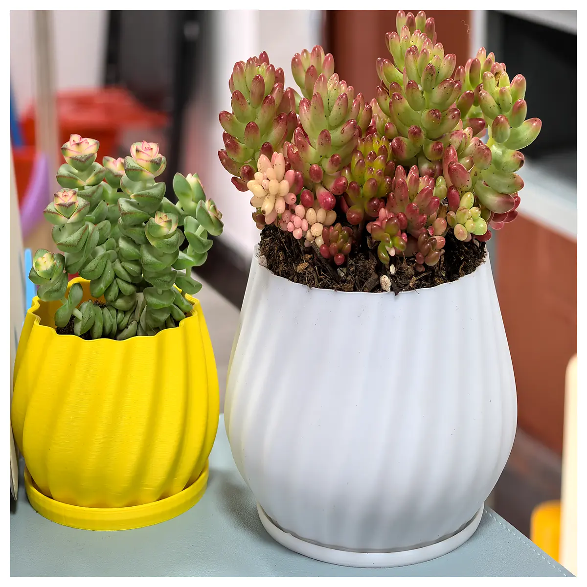 oversized succulent pots with drainage for large cacti air plants ceramic planter