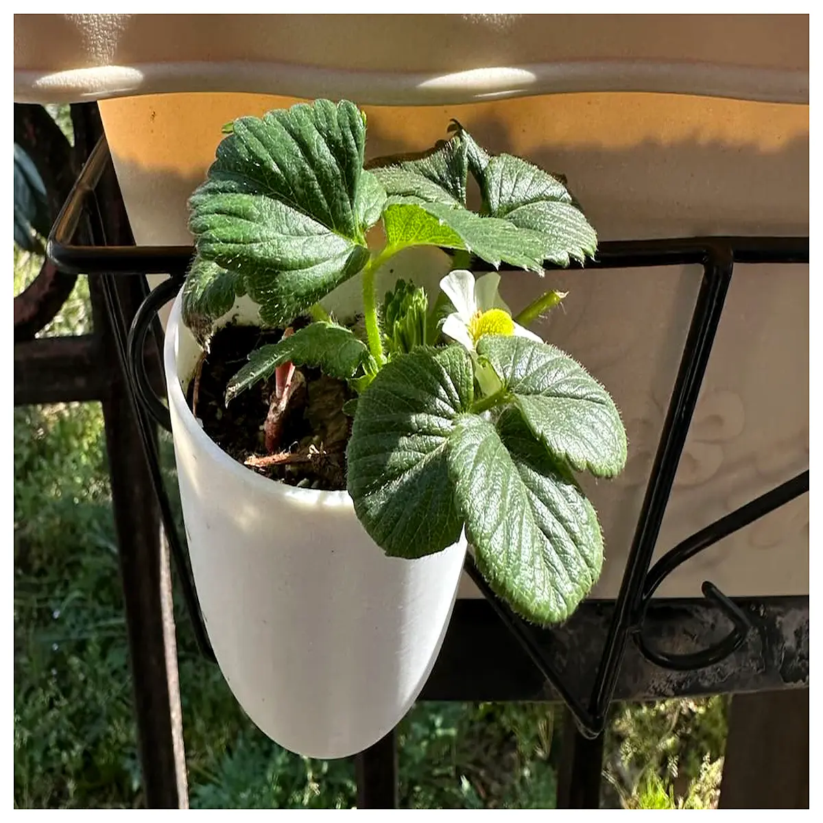 self supporting plant starter pots no bottom drainage seedling cups for home gardening