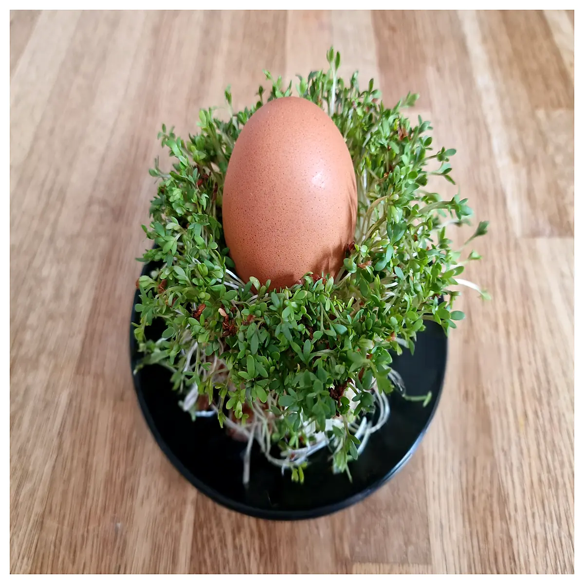 upcycled egg carton planter hydroponic celery seeds indoor herb garden vertical farming starter