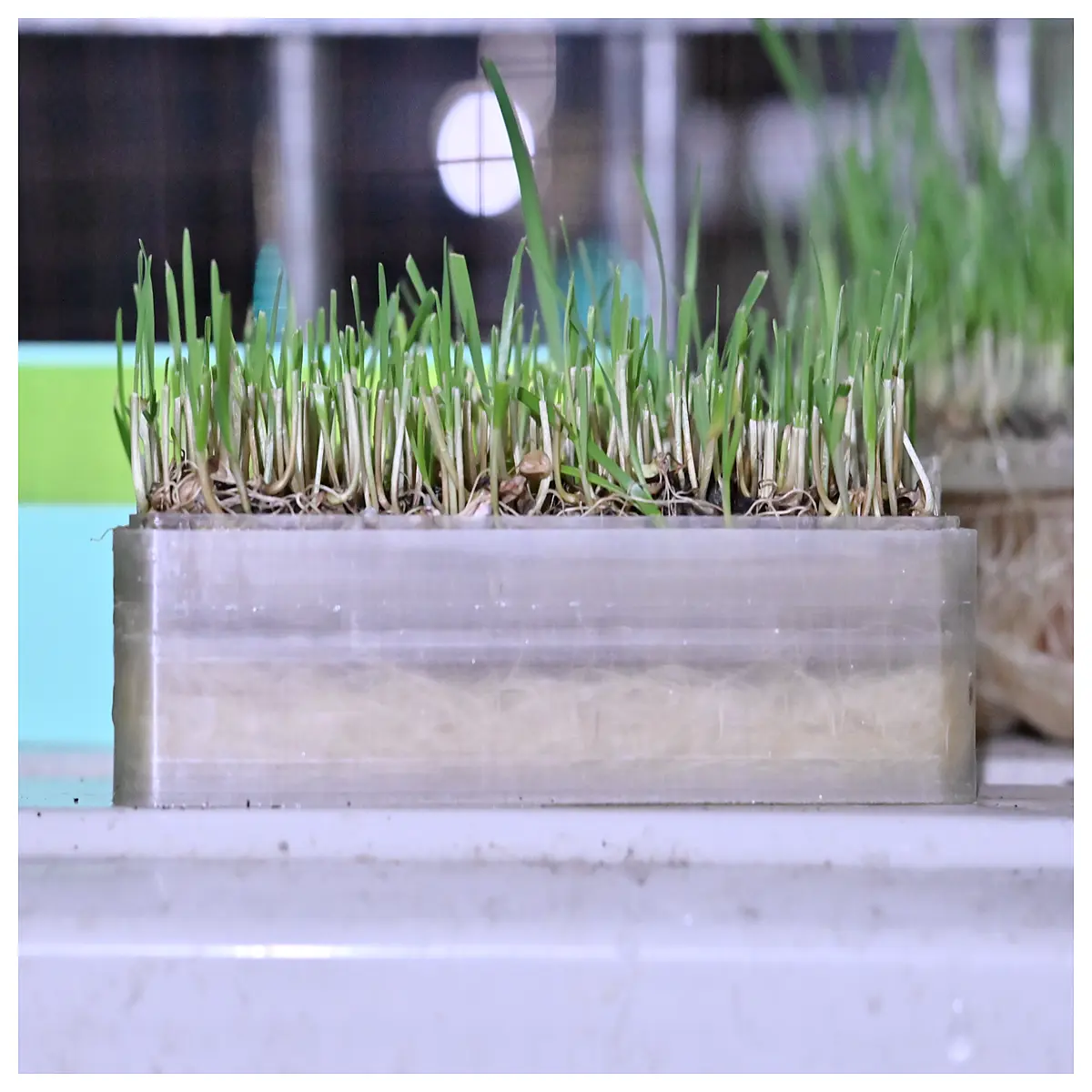 Waterproof Cat Grass Hydroponic Planter Smart Water Level Sensor 2 Day Fast Growth Indoor Garden Pot