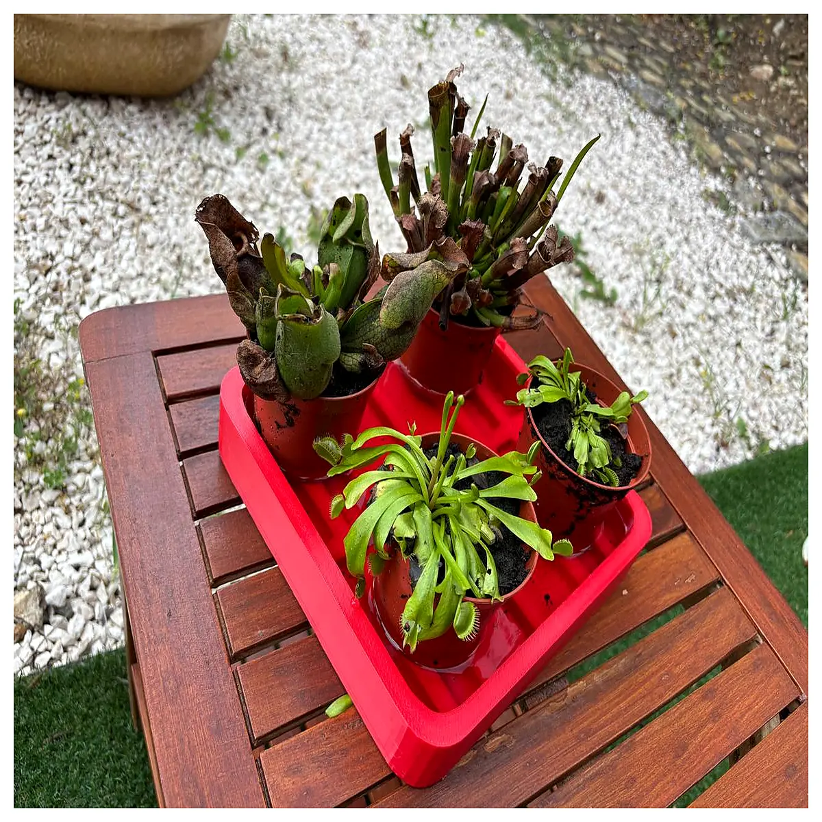 Carnivorous Plant Tray No Drainage Holes Solution Drainage tubes tray risers maintain boost growth Ideal for carnivorous plant care carnivoro