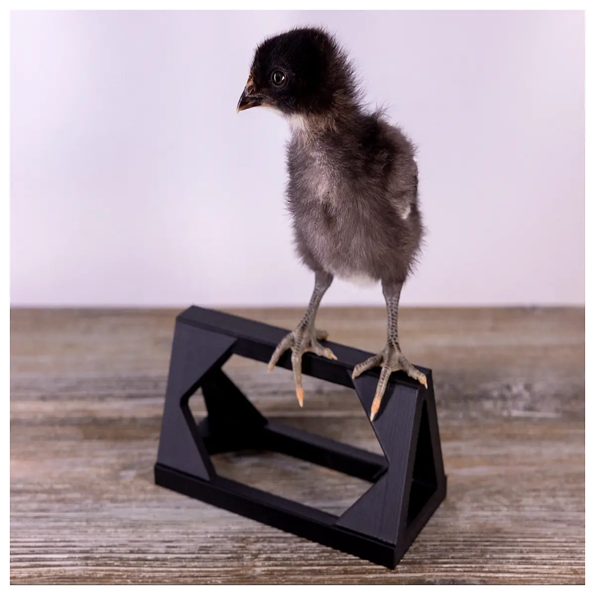 Chicks Nesting Rack Poultry Brooder Box Chicken Nesting Platform Chicks Resting Stand Brooder Accessories Chick Nesting Rack
