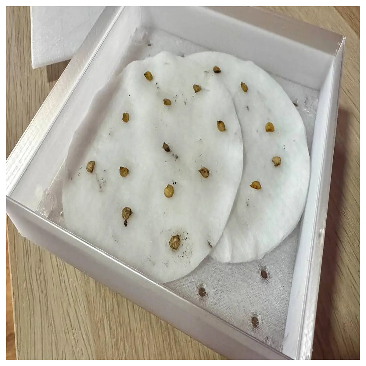 Seed Germination Box Indoor Plant Sprouting Tray Vegetable Seed Starter Germination Container Essential for Beginner Potted Plants