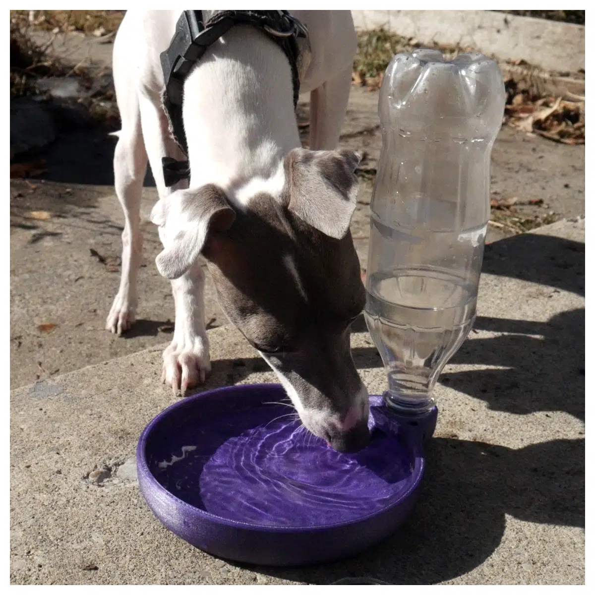 diy pet water fountain plastic bottle dispenser feeder for cats dogs automatic drinking station