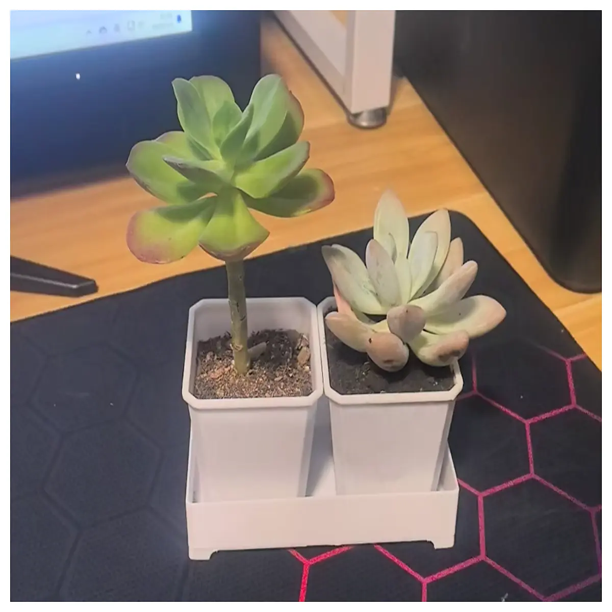 succulent pots with drainage small ceramic planters for cactus indoor desk garden decor