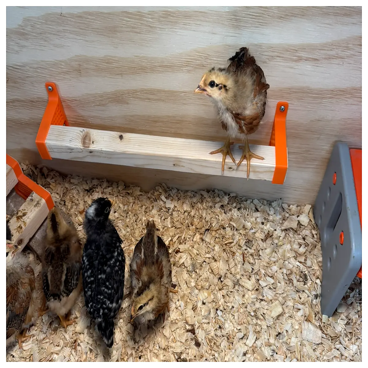 Mini Chicken Perch Wall Mounted Chicken Bird Cage Nest Bird House Pet Bird Habitat Hanging System Chicken Raising Decoration