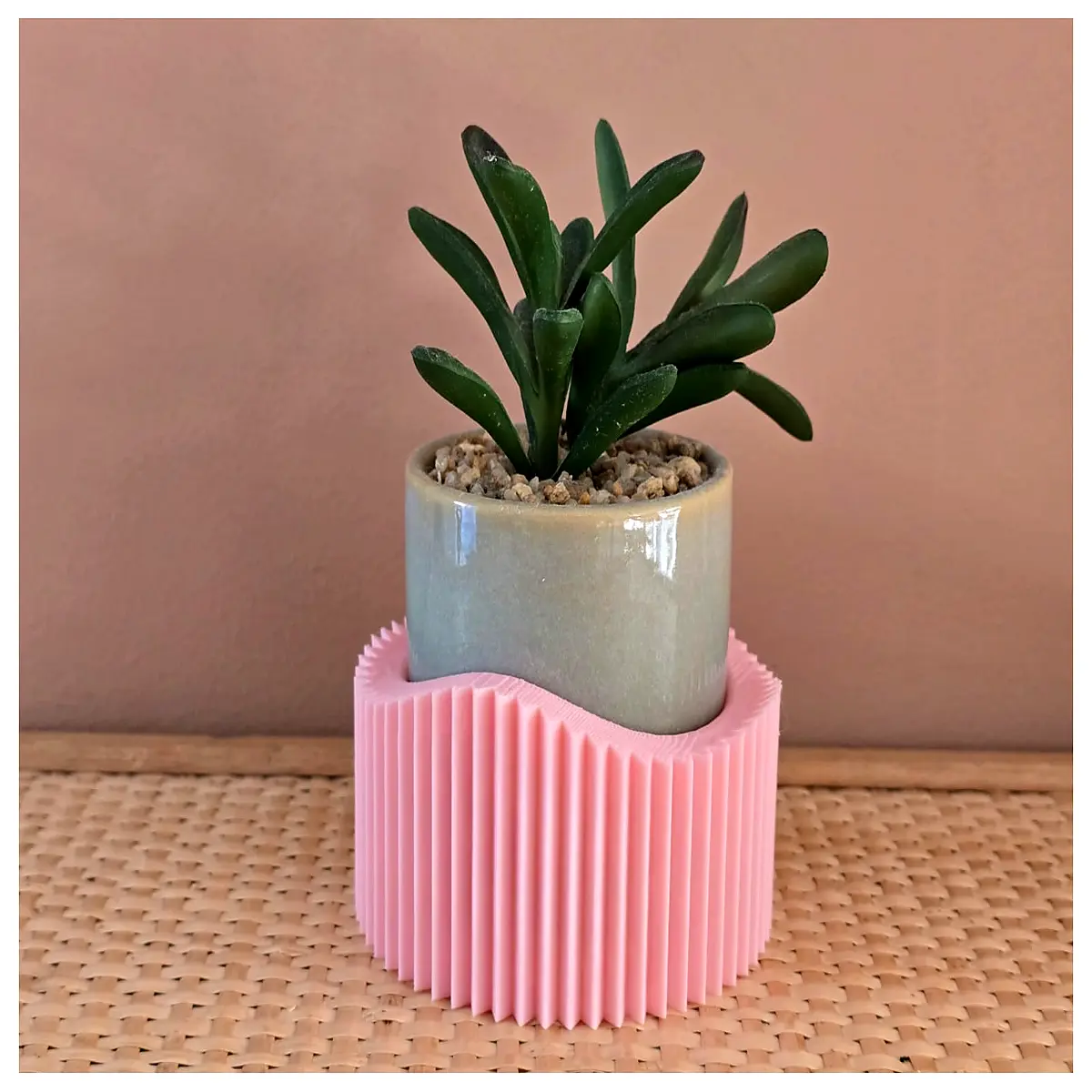 Sea Spurge Plant Cuttings in Pot Office Green Decor Desktop Arrangement Gift Idea Indoor Plant Display Succulent Arrangement