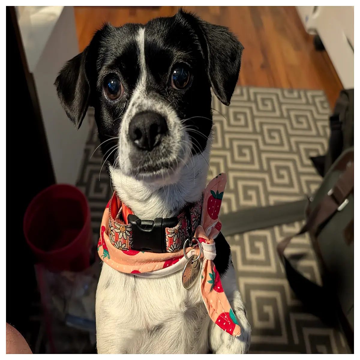 Dog Collar Sewing Template DIY Pet Neckwear Pattern Custom Pet Accessories Dog Collar Design Pet Neckband Template