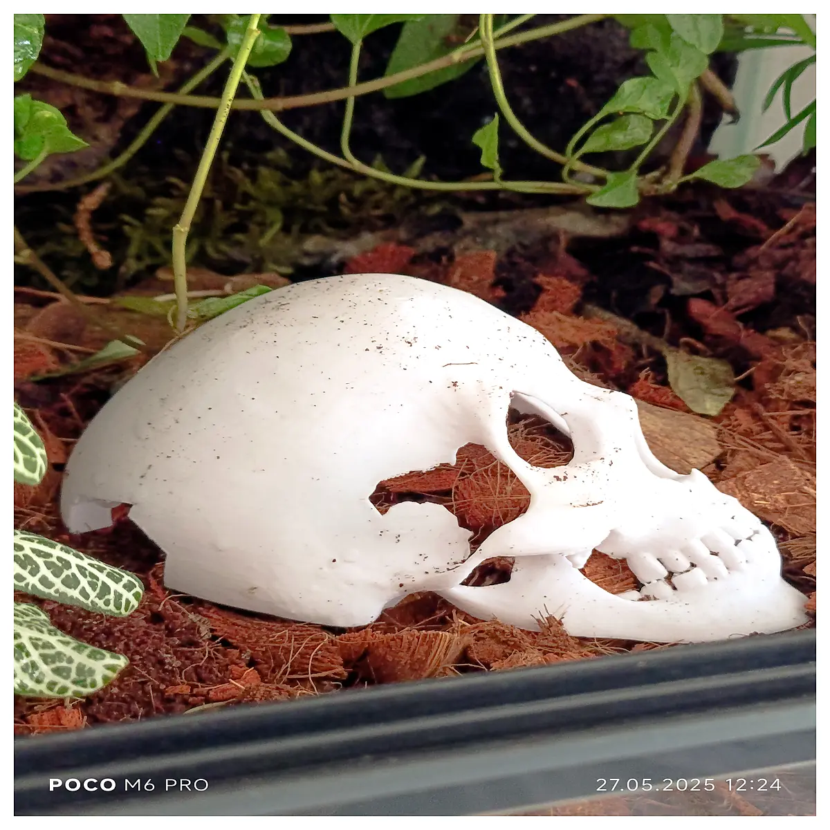 glass terrarium decor skeleton skull aquarium fish tank decoration spooky halloween prop resin